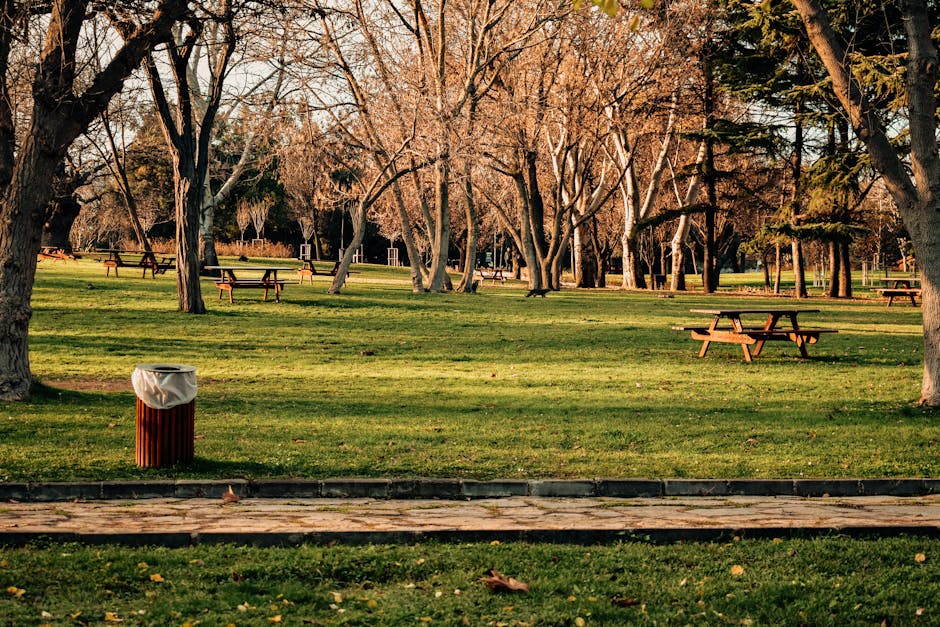 A park scene featuring a well-maintained grassy area bordered by mature trees with bare branches and some evergreen foliage, indicating late autumn or early winter. Several wooden picnic tables with attached benches are scattered throughout the open space, positioned on the grass and partially shaded by the trees. In the foreground, a cylindrical waste bin with vertical slats and a white plastic bag liner is placed next to a paved pathway. The lighting suggests late afternoon with warm sunlight casting soft shadows on the ground. The environment appears clean and orderly, consistent with a public park setting, and the presence of waste disposal facilities indicates regular maintenance, aligning with the context of rubbish removal services such as those provided by Waste Disposal Colliers Wood. The scene is free of visible litter or debris, emphasizing a tidy outdoor space suitable for community recreation.